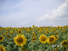 s_PICT0052_thumb.png